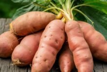 How Far Did Sweet Potatoes Travel